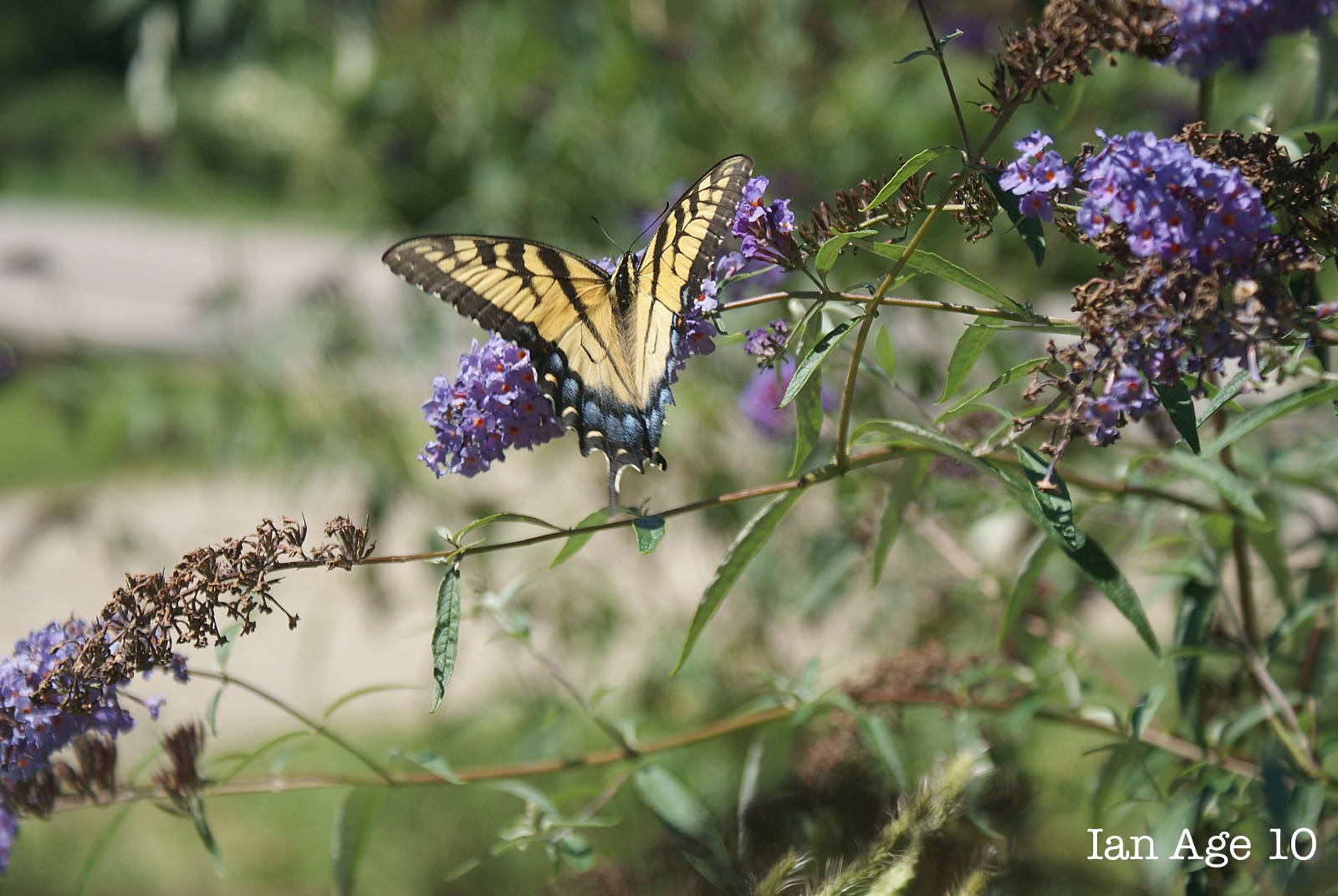 Picture of Butterfly taken by child