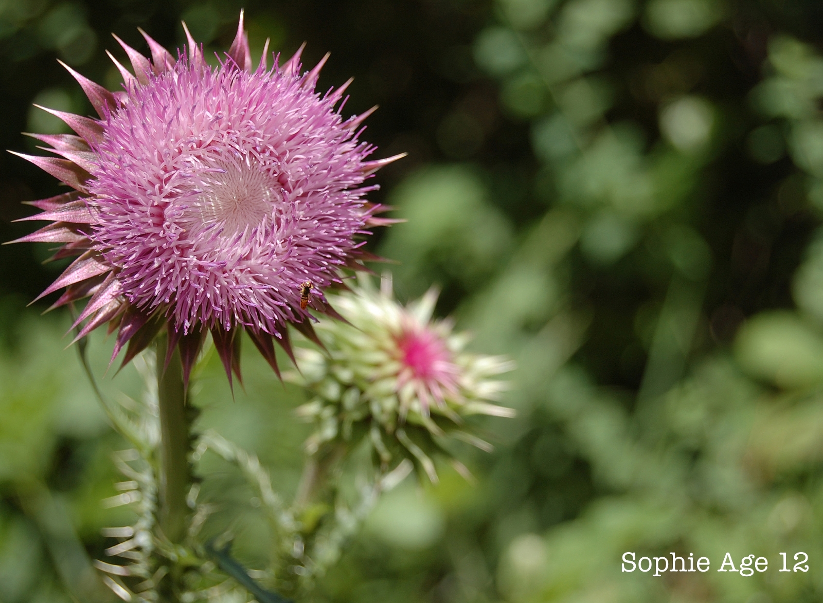 close up of a purple flower